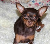 Изображение в Домашние животные Вязка собак Добрый,ласковый тойчик шоколадного цвета в Красноярске 2 000