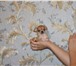 Мини чишки девчонки и мальчишки 3417676 Чихуахуа фото в Ярославле
