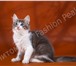 Продам котят породы Норвежская Лесная 2032795 Норвежская лесная фото в Новосибирске