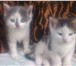 Отдам котят в добрые руки 1081099 Домашняя кошка фото в Саратове