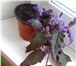 Foto в Домашние животные Растения Продаю комнатные растения укорененные, в в Набережных Челнах 200