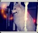 Foto в Домашние животные Вязка собак Предлагаю для вязки кобель самоед возраст в Москве 10 000