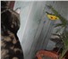 Foto в Домашние животные Вязка двуГодовалый красавец из Липецкого питомника в Воронеже 2 500