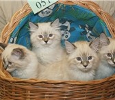 Продаются НЕВСКИЕ МАСКАРАДНЫЕ котята от Чемпиона Мира! Светлые с яркой маской и белыми носочками, 68924  фото в Новосибирске