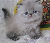Персидские котята с голубыми глазами  (гималайские), 2583529 Персидская фото в Ступино