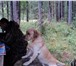 Изображение в Домашние животные Вязка собак Ищем суку лабрадора,для вязки.Кабель-Цвет в Тюмени 0
