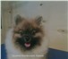 Foto в Домашние животные Стрижка собак Груминг, стрижки влассические, стрижки креативные, в Ступино 1 500
