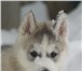 Предлагаю великолепного щенка Сибирской хаски! Мальчик, волчьего окраса(серо-белый), 2 месяца, Не 66766  фото в Москве