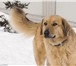 Фото в Домашние животные Отдам даром Ищет дом и заботливых хозяев золотой пёс в Москве 1