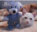Отдам в добрые руки , умного, ласкового белого котенка (кот), возраст 2 месяца, Не прихотлив в 69113  фото в Ростове-на-Дону