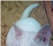 Изображение в Домашние животные Отдам даром Отдам белую кошечку в добрые руки; Приучена в Перми 1