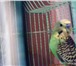 Foto в Домашние животные Птички Продаю волнистого попугая,зелёно-жёлто-чёрного в Москве 800