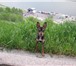 Фотография в Домашние животные Вязка собак Совершенно бесплатно, ищем девочку для вязки. в Томске 0
