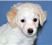 Пуховый щенок китайской хохлатой собаки, мальчик, Дата рождения 29 апреля 2010г, Документы РКФ, к 67567  фото в Ростове-на-Дону