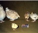 Фотография в Домашние животные Птички Продам перепелов породы манжурский золотистый, в Москве 200