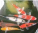 Фото в Домашние животные Рыбки Японский карп Кои - красочная прудовая рыба, в Липецке 0