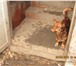 Фотография в Домашние животные Отдам даром Приют солнышко. отдадим в добрые руки кошечек в Новосибирске 0