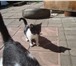 Фото в Домашние животные Отдам даром Этому бедному котёнку уже 4 месяца (фото в Белгороде 0