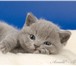 Голубые британские плюшевые котята, 168099  фото в Москве