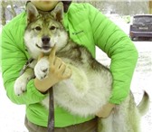 Изображение в Домашние животные Вязка собак Симпатичный молодой маламут ищет подружку в Челябинске 0