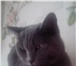 Фотография в Домашние животные Вязка Ищем котика для вязки,кошка прямаухая. в Абакане 1 000