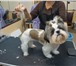 Изображение в Домашние животные Стрижка собак Предлагаю услуги груминга для собак: Йоркширский в Котельники 1 000