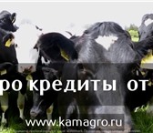 Фото в Домашние животные Другие животные Продажа племенных нетелей молочных пород, в Москве 270