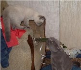 Foto в Домашние животные Вязка Британский кот голубого окраса с хорошей в Ростове-на-Дону 2 500