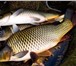 Foto в Домашние животные Рыбки ТОВАРНАЯ ЖИВАЯ РЫБА для зарыбления водоемов:карп в Домодедово 130