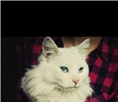Изображение в Домашние животные Отдам даром Отдам в добрые руки ,белую кошку: полу-перс,с в Благовещенске 0