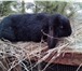 Фото в Домашние животные Грызуны Продаются кролики крупных мясных пород:-Французские в Екатеринбурге 300