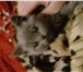 Фотография в Домашние животные Вязка Привозите кошечку на вязку с нашим котиком в Москве 2 000