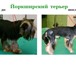Foto в Домашние животные Услуги для животных Профессиональная стрижка и уход за шерстью в Москве 1 000