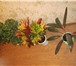 Foto в Домашние животные Растения Растения – деревца: комнатные ( тропические в Магнитогорске 100