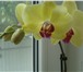 Фотография в Домашние животные Растения продаю орхидеи цветущие 400 р.отцветающие в Томске 400