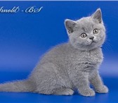 Предлагаем Вашему вниманию британских короткошерстных котят классических окрасов(голубой, лиловый) 69310  фото в Москве