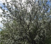 Foto в Строительство и ремонт Разное Продаю яблоневые дрова и щепу оптом. От 5 в Москве 2 000