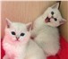 Британские Серебристые Шиншиллы 2097424 Британская короткошерстная фото в Санкт-Петербурге