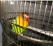 Foto в Домашние животные Птички Продам попугая маскового неразлучника.Можно в Тольятти 1 500