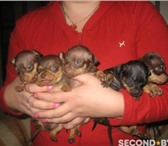 Щенки той терьера 2096975 Русский той-терьер фото в Минске