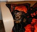 Фото в Домашние животные Услуги для животных Девочка йоркширский терьер ищет мальчика в Чите 0