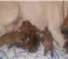 13 августа родились шикарные щенки красного окраса!  4 девочки и 1 мальчик окраса красное дерево 68629  фото в Москве