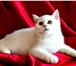 Серебристые шиншиллы,  Британская кошка, 3526289 Британская короткошерстная фото в Краснодаре
