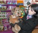 Фото в Домашние животные Услуги для животных Вас приветствует Зоосалон "Ваше Высочество" в Москве 1 000