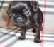 Продаются щенки пти-брабансона-рыжий мальчик и две черные девочки и щенок бельгийского граффона-мал 68636  фото в Москве