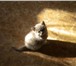 Продаю двух котят порода – Британская короткошерстная кошка, Прекрасные и умные малыши, очень до 68854  фото в Пионерский