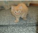 Отдам в добрые руки котят 2181834 Сибирская фото в Новокузнецке