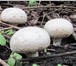 Изображение в Домашние животные Растения Выращивание грибов уже давно и успешно освоено в Москве 1 990