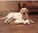 Фотография в Домашние животные Вязка собак Лабрадор ретривер 2 года,палевый,клубный,клейменный, в Хабаровске 1
