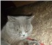 Фотография в Домашние животные Вязка вязка с британским котом Голубой британский в Екатеринбурге 1 500